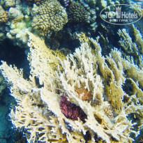 фото из отзыва ID 1639173