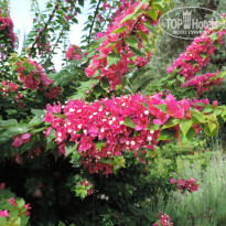 фото из отзыва ID 1640833