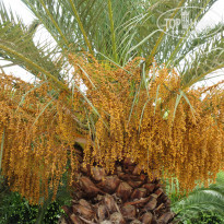 фото из отзыва ID 1640992