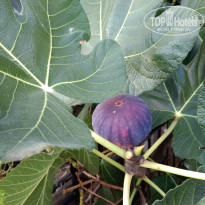 фото из отзыва ID 1643651