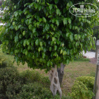 фото из отзыва ID 1643585