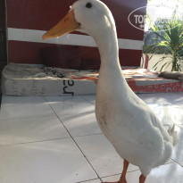 фото из отзыва ID 1646989