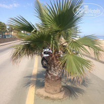 фото из отзыва ID 1647092