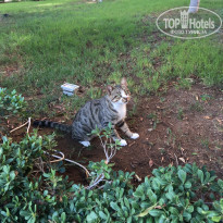 фото из отзыва ID 1647227