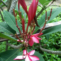 фото из отзыва ID 1646834