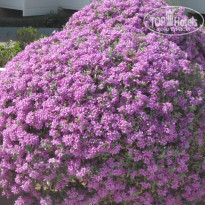 фото из отзыва ID 1648000