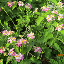 фото из отзыва ID 1648084