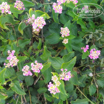 фото из отзыва ID 1648084