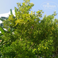 фото из отзыва ID 1648084