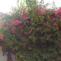 фото из отзыва ID 1648084