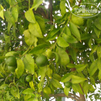 фото из отзыва ID 1648084