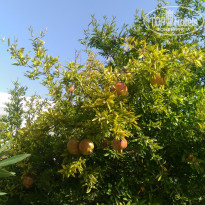 фото из отзыва ID 1648084