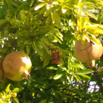 фото из отзыва ID 1648084