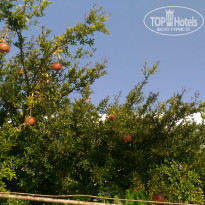 фото из отзыва ID 1648084