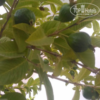 фото из отзыва ID 1648084