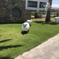 фото из отзыва ID 1648091