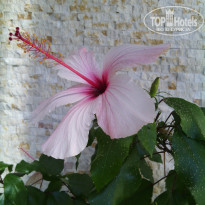 фото из отзыва ID 1649108