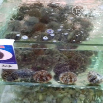 фото из отзыва ID 1649313