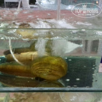 фото из отзыва ID 1649313