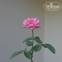 фото из отзыва ID 1649385