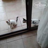 фото из отзыва ID 1649385