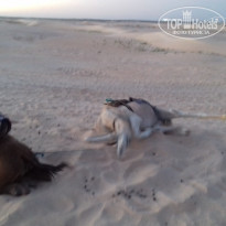 фото из отзыва ID 1648240