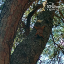 фото из отзыва ID 1650383