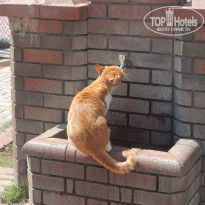 фото из отзыва ID 1650928