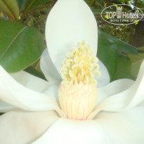 фото из отзыва ID 1651479