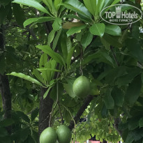 фото из отзыва ID 1652075