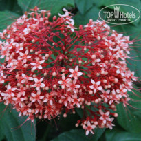 фото из отзыва ID 1652646