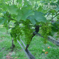 фото из отзыва ID 1655902