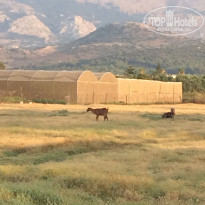 фото из отзыва ID 1658316