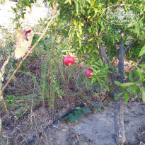 фото из отзыва ID 1658555