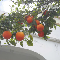 фото из отзыва ID 1658773