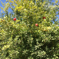 фото из отзыва ID 1658875