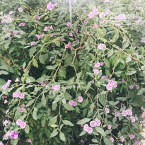 фото из отзыва ID 1659415