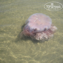 фото из отзыва ID 1659910