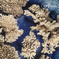 фото из отзыва ID 1661472