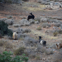 фото из отзыва ID 1661952