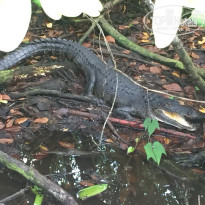 фото из отзыва ID 1663386