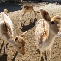 фото из отзыва ID 1663413