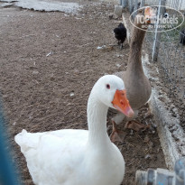 фото из отзыва ID 1663413