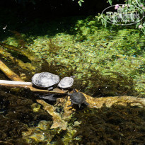 фото из отзыва ID 1664269