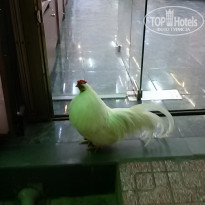 фото из отзыва ID 1664188