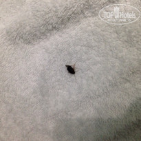 фото из отзыва ID 1664896