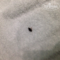 фото из отзыва ID 1664896