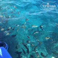 фото из отзыва ID 1666994