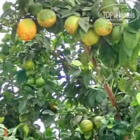 фото из отзыва ID 1667126