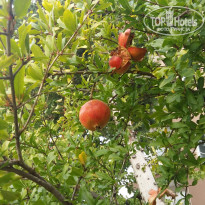 фото из отзыва ID 1671996